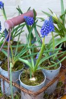 Muscari 'Blue Magic' potted up in wirework trug 