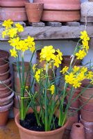 Narcissus 'Baby Moon' in container greenhouse