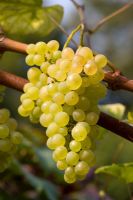 Vitis vinifera 'Phoenix' - White Grapes