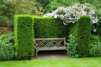 Rosa 'Paul's Himalayan Musk' growing over hedge with wooden bench seat in yew alcove