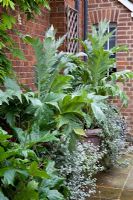 Cardoons - Cynara cardunculus in large terracotta containers in front garden