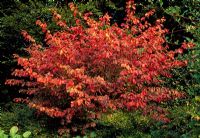 Hamamelis vernalis 'Sandra' in full autumn colour in September 