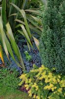 Marijke's garden. Contrasting evergreen foliage provides dense, weed smothering ground cover