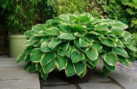 Marijke's garden. Hosta fortunei 'Aureomarginata' growing in a large pot on a patio and free from slug and snail damage