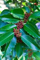 Ilex x koehneana 'Chestnut Leaf' with berries