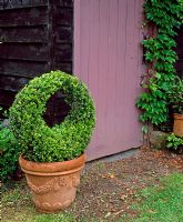 Buxus topiary hoop against painted purple door