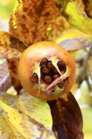 Mespilus germanica - Medlar fruit with sheltering ladybirds