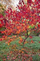 Cercis canadensis 'Forest Pansy' - autumn foliage