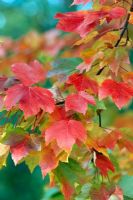 Acer rubrum 'Aujtumn Glory' - autumn foliage