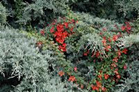 Tropaeolum speciosum AGM scrambling through Juniperus x pfitzeriana 'Pfitzeriana Glauca'