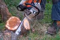 Man using a petrol chainsaw to cut down a deseased Prunus 'Green Gage' in March