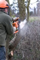 Man using a petrol chainsaw with a safety helmet to cut down a deseased Prunus 'Green Gage' in March