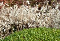 Seed heads of Lunaria Annua - Honesty in Autumn at Wilkins Pleck (NGS) Whitmore near Newcastle-under-Lyme in North Staffordshire