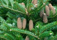 Close up fruit cones of Abies Koreana in autumn at Wilkins Pleck (NGS) Whitmore near Newcastle-under-Lyme in North Staffordshire