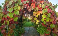 Perennnial climber Vitis Coignetiae the most spectacular vine of all foliage green then crimson scarlet in autumn. Statue makes good vista when viewed through tunnel at Wilkins Pleck (NGS) Whitmore near Newcastle-under-Lyme in North Staffordshire