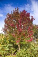 Acer Ruberum 'Autumn Flame' - Red Maple Swamp Maple. Wilkins Pleck #NGS# at Whitmore near Newcastle-under-Lyme in North Staffordshire