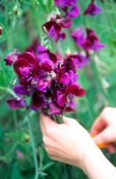 Sweet pea wigwam sequence - Picking flowers