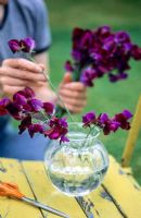 Sweet pea wigwam sequence - Arranging flowers in vase