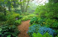 Woodland garden with Corydalis flexuosa 'Pere David', Mahonia, Hostas and ferns, path topped with bark chippings - Cambridge Botanic Gardens