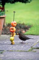 Blackbird feeding on unwanted apples threaded on a metal rod
