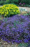 Veronica peduncularis 'Georgia Blue' in April - Beth Chatto Gardens