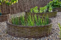 Circular vegetable beds with woven willow edging - Brampton Willows 