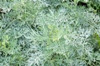 Artemisia 'Powis Castle' woody based perennial feathery silver-grey leaves at Lilac Cottage in Summer