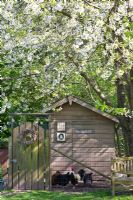Chicken house under flowering Prunus avium 'Hedelfinger'