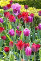 Tulip 'Red Wings' and Tulip 'Purple Rain'