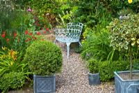 A cottage garden herbaceous perennials gravel paths grey metal containers with shaped box hedging and standard holly tree pale blue metal ornate chair at Coley Cottage, NGS, Little Haywood, Staffordshire 