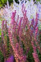 Russian sage and Salvias
