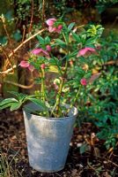 Hellebore in galvanised container