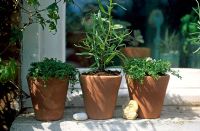 Pots of herbs on Windowsill with tarragon and corsican mint