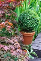 Topiary box in a container on decking with Acer 
