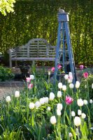 Wooden bench with Tulips 'Inzell' and 'Mata Hari' with blue obelisk