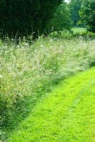 Mown pathway through rough grass with wildflowers