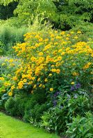 Heliopsis helianthoides var scabra 'Sommersonne' in mixed herbaceous border - Fellows' Garden, Clare College, Cambridge