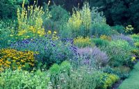 Blue and Yellow herbaceous border with Verbascums, Achiillea filipendulina, Echinops ritro, Heleniums, Nepeta and Nicotiana -  Fellows' Garden, Clare College, Cambridge