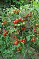 Tomatoes 'Tumbler' spilling out of a Victorian chimney pot                          