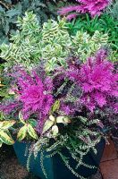 Contrasting foliage and flowers for autumn and winter in a glazed pot - Ornamental kale 'Red Peacock' with Hebe 'Silver Queen', Calluna vulgaris 'Marleen' and Leucothoe fontanesiana 'Rainbow'