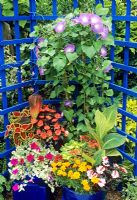 Exotic plants in blue plastic containers against a painted blue trellis - Ipomaea 'Heavenly Blue' with Canna 'Striata' and Canna 'Durban', New Guinea Busy Lizzies, Coleus, Solenostemon, French marigolds and Petunia 'Limelight'