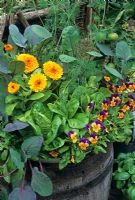Edible flowers, herbs and vegetables growing in a wooden barrel - Calendula 'Fiesta Gitana' with 'Little Gem' lettuce, dill, purple Brussels sprouts and an edging of Viola 'Royal Sovereign'  