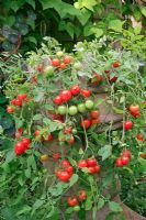 Tomatoes 'Tumbler' trailing out of a Victorian crown chimney pot 