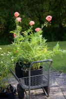 Trolley with poppies