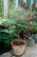 Fuchsia 'Mrs. Popple' trained as a standard in an old terracotta pot in a conservatory