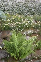 Dry stone wall with ferns and Erigeron karvinskianus