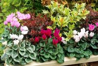 Rustic trough planted for autumn and winter interest - Cyclamen 'Miracle' backed by the contrasting leaves of Osmanthus heterophyllus 'Goshiki' and Berberis thunbergii atropurpurea 'Bagatelle'