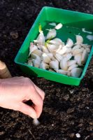 Planting garlic 'Germidour'