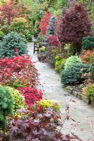 Paths and quiet seating area in Japanese style garden in autumn with Acers and many deciduous trees, shrubs and conifers grown for thier foliage, some showing stunning autumnal tints and hues - Four Seasons Garden NGS, Walsall, Staffordshire 