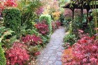 Pathway near Pagoda in Japanese style garden in autumn with Acers, many deciduous trees, shrubs and conifers grown for their foliage, some showing stunning autumnal tints and hues - Four Seasons Garden NGS, Walsall, Staffordshire 